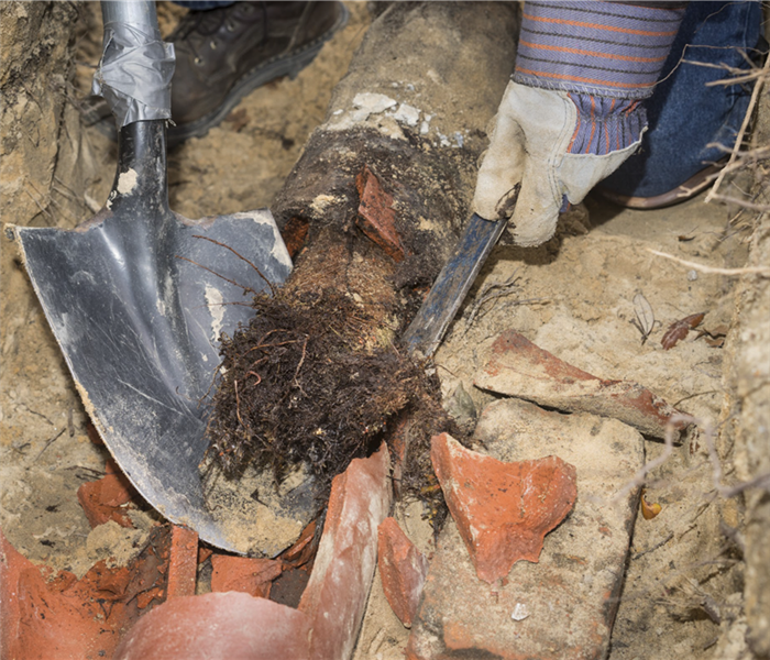 Tree roots coming out of a pipe system, person with a shovel and machete taking out roots from pipe