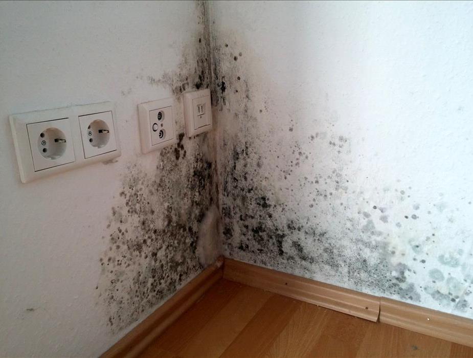 Black mold growth in the corner of a wall